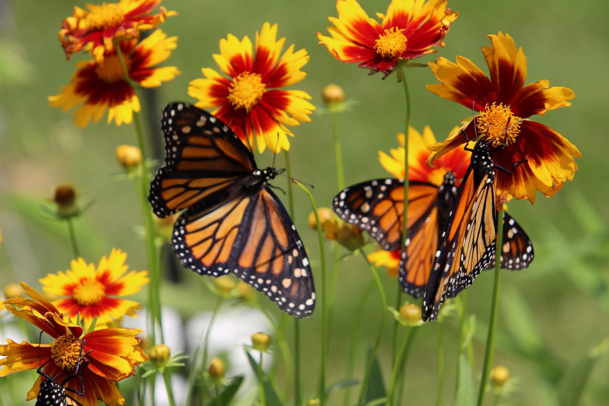 Annual Butterfly Release to take place July 13 at Geiger Elementary