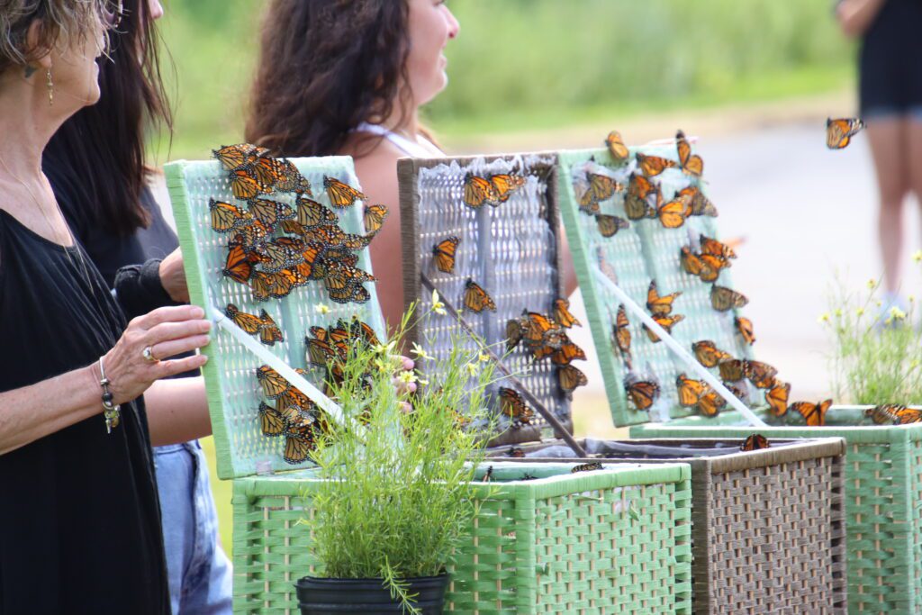 Annual Butterfly Release to take place July 13 at Geiger Elementary